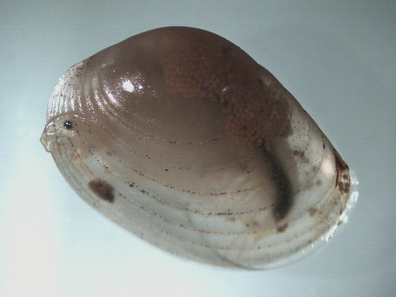 Clam shrimp. Clam shrimp. Credit: Sally Ray